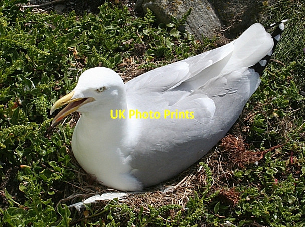 Photo 6"x4" Nesting Gull Goferydd c2010