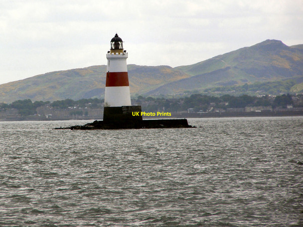 Photo 6"x4" Oxcars Lighthouse Cow & Calves c2010