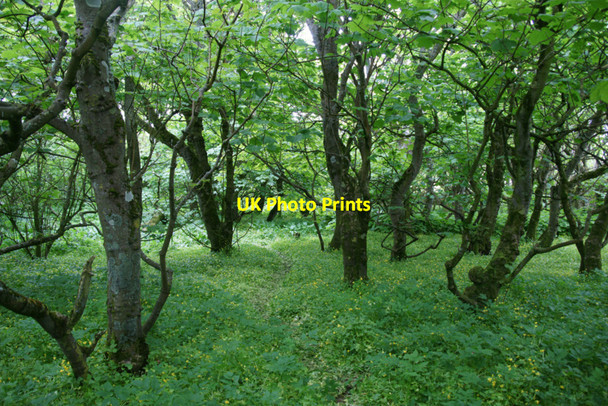Photo 6"x4" Halligarth in June Baltasound c2010