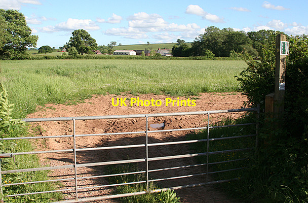 Photo 6"x4" Halberton: towards Leonard Farm Ash Thomas c2010