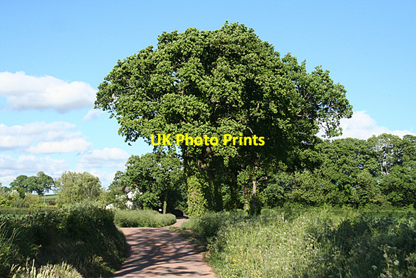 Photo 6"x4" Halberton: near the Pond Farm turning Ash Thomas c2010
