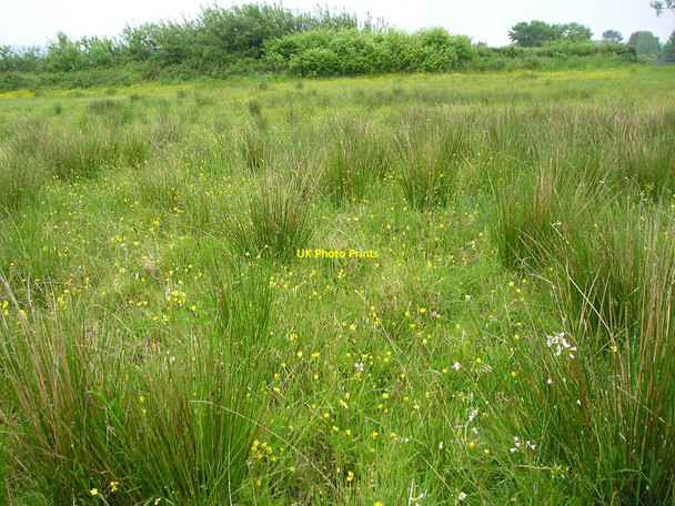 Photo 6"x4" Ungrazed field Glanaman c2010