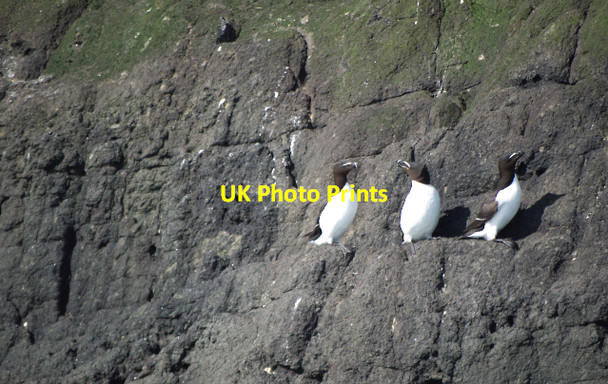 Photo 6"x4" Razorbills at The Gobbins Ballycarry c2010