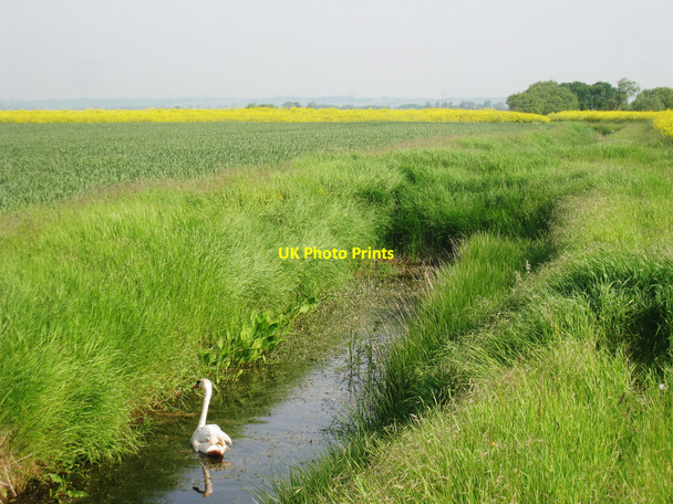 Photo 6"x4" Swan on Drainage Channel Camber c2010