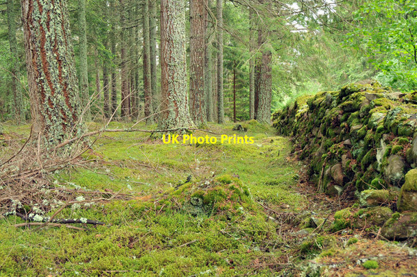 Photo 6"x4" Stone wall and forest near Coulmony House Relugas c2010