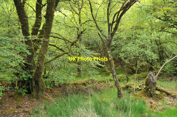 Photo 6"x4" Woodland near North Shian North Shian c2010