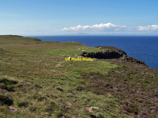 Photo 6"x4" Sheep on Dunvegan Head Galtrigill c2010