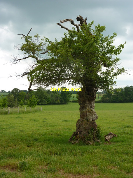 Photo 6"x4" Tree near Edwardstone church Edwardstone c2010