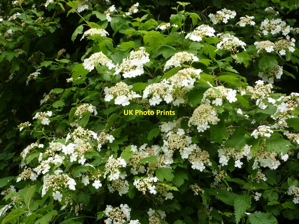 Photo 6"x4" Guelder Rose in flower Edwardstone c2010
