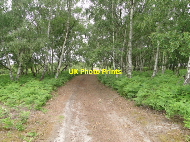 Photo 6"x4" Footpath to Brick Kiln Walks Westleton c2010