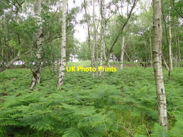 Photo 6"x4" Brick Kiln Walks Westleton c2010