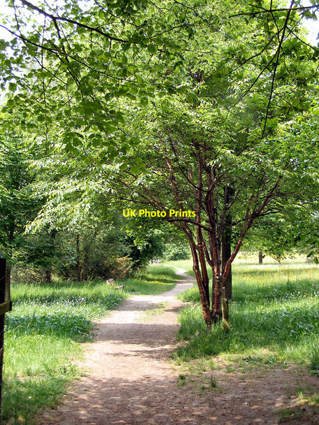 Photo 6"x4" Rivington Arboretum Adlington\/SD6013 c2010