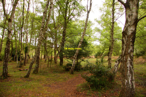 Photo 6"x4" Woodland at Culverley Furzey Lodge c2010