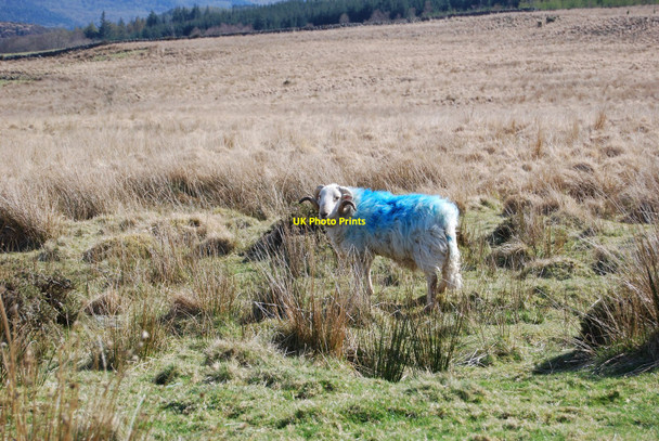 Photo 6"x4" Banishment for the summer Caerdeon c2010