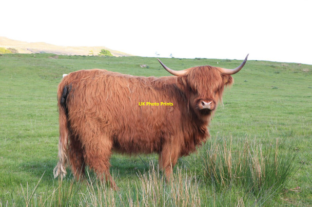 Photo 6"x4" Highland Cattle grazing Lochaline \/ Loch \u00c0lainn c2010