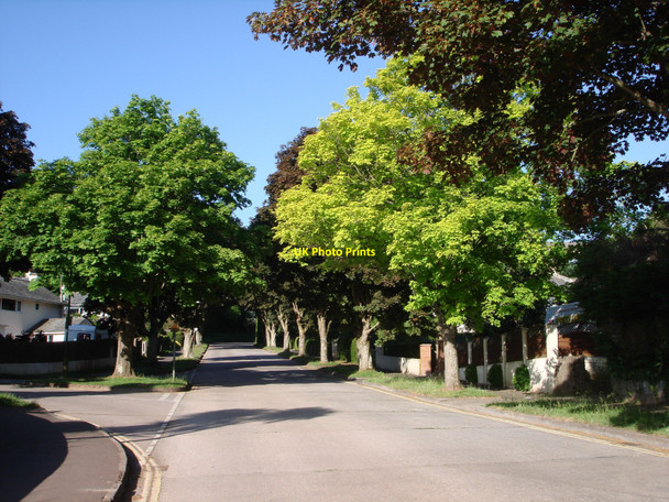 Photo 6"x4" Maples in Broadsands Road Broadsands c2010