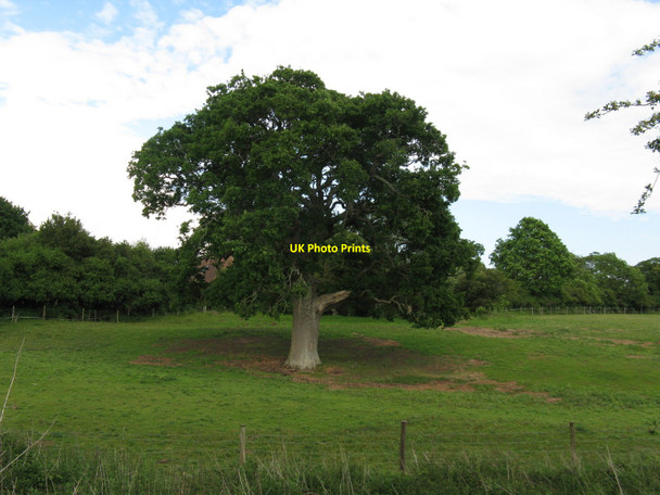 Photo 6"x4" Lonesome Oak near outdoor leisure area Albourne c2010