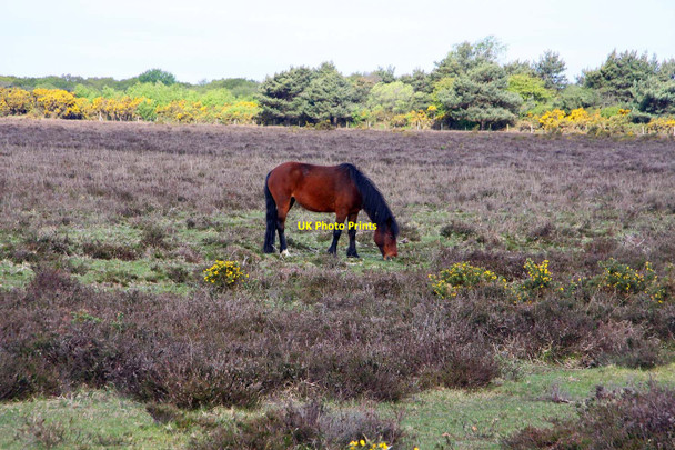 Photo 6"x4" A horse on Stoney Cross Plain Stoney Cross c2010