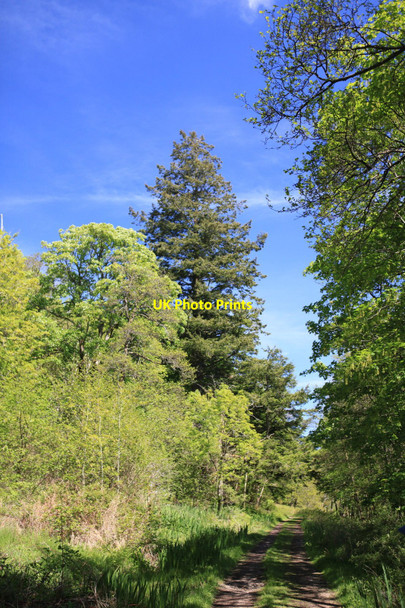 Photo 6"x4" Track along western shore of Loch Aline Lochaline \/ Loch \u00c0lainn c2010