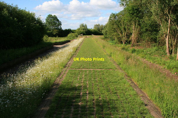 Photo 6"x4" Daisies on the flood defence overspill Long Eaton c2010