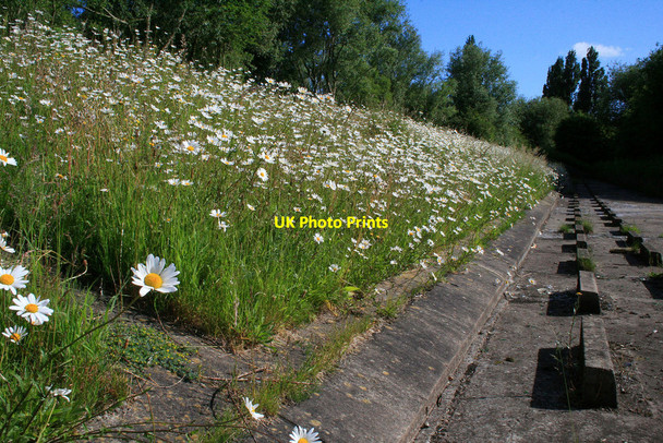 Photo 6"x4" Daisies on the flood bank  Long Eaton c2010