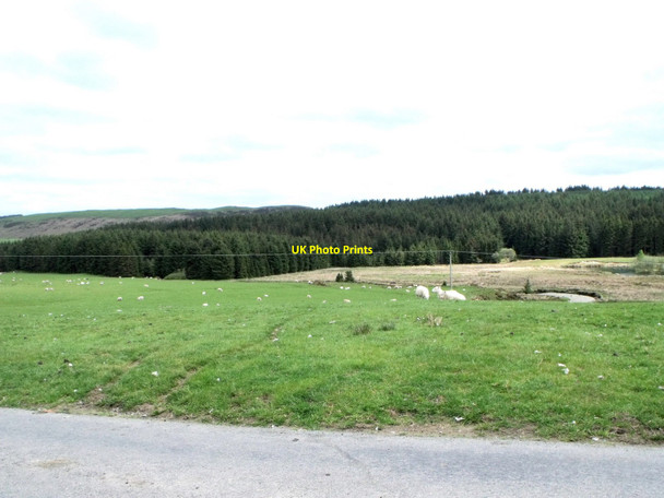 Photo 6"x4" Sheep grazing near Dolydd, Powys Llwynygog c2010