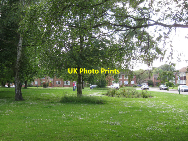 Photo 6"x4" Daisies in the grass, St John's Close, Knowle Knowle\/SP1876 c2010