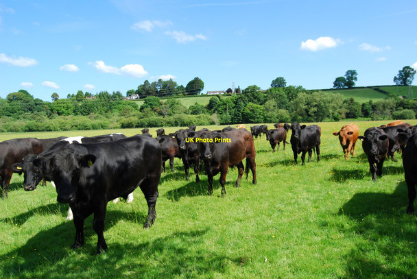 Photo 6"x4" Group of stots grazing beside Afon Dyfrdwy Corwen c2010