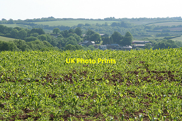Photo 6"x4" Stoodleigh: maize crop Stoodleigh\/SS9218 c2010