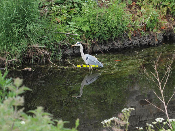 Photo 6"x4" Heron in the Water of Leith Edinburgh c2010