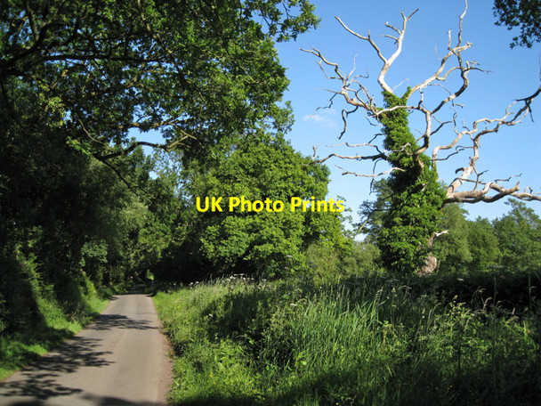 Photo 6"x4" Dead tree by Pinley Road Pinley Green c2010