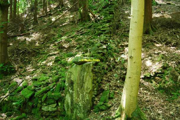 Photo 6"x4" Field boundary dyke hidden amongst the trees Llangollen c2010