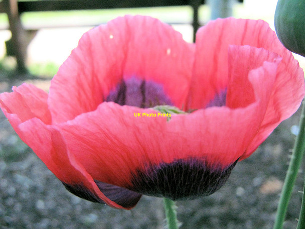 Photo 6"x4" Flower of the Opium Poppy Davenport\/SJ8065 c2010