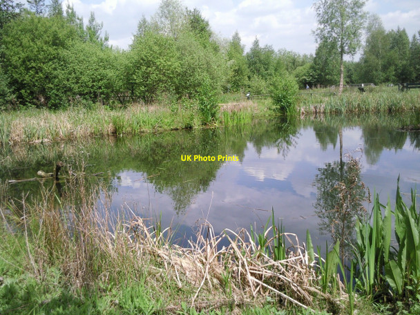 Photo 6"x4" A quiet corner of the London Wetland Centre Barnes c2010