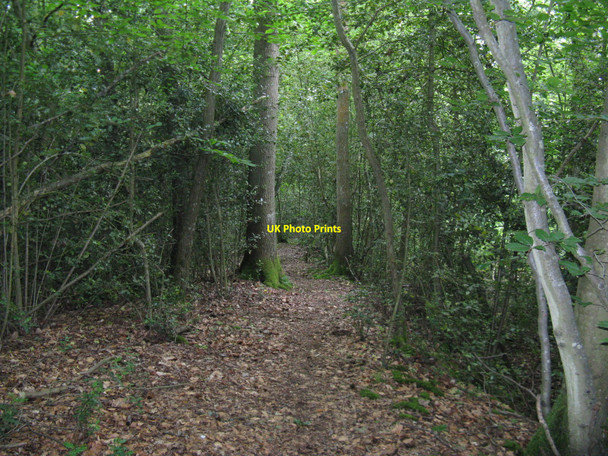Photo 6"x4" Bridleway in Durfold Wood Upper Ifold c2010