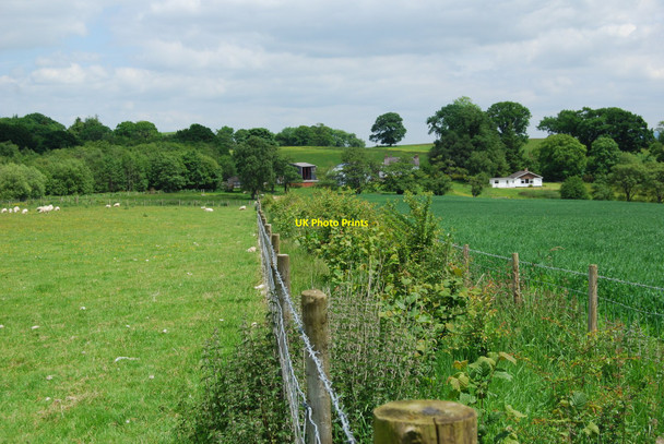 Photo 6"x4" Well established new hedge Bettws Gwerfil Goch c2010