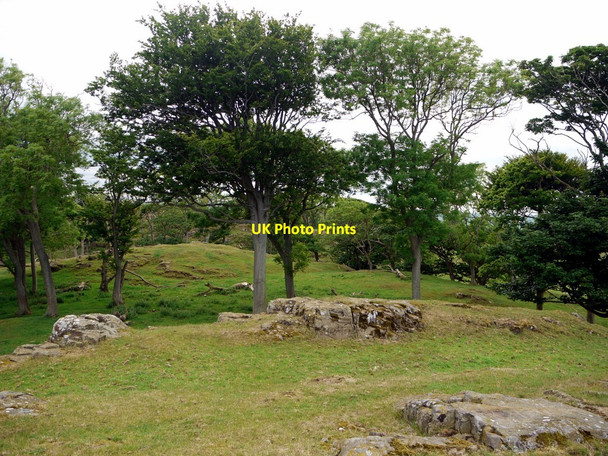 Photo 6"x4" Shada Plantation Bamburgh c2010