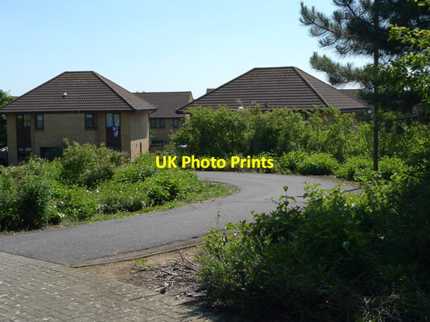 Photo 6"x4" Juniper Gardens, Walnut Tree, Milton Keynes Walnut Tree c2010
