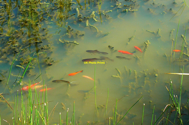 Photo 6"x4" A small pond in Driffield (5) Driffield\/SU0799 c2010