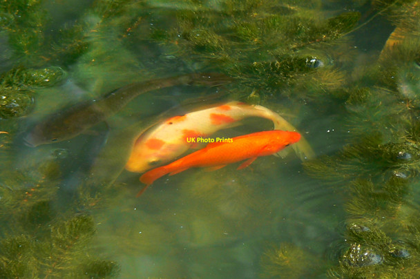 Photo 6"x4" A small pond in Driffield (6) Driffield\/SU0799 c2010
