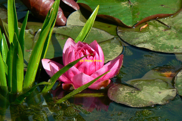 Photo 6"x4" A small pond in Driffield (7) Driffield\/SU0799 c2010