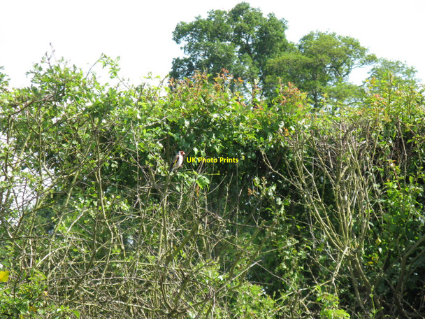 Photo 6"x4" Goldfinch in Plaistow Road hedgerow Dunsfold Common c2010