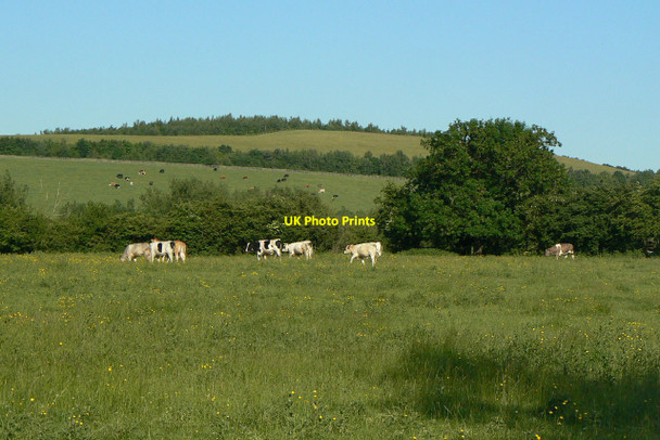 Photo 6"x4" Grazing on Erewash Meadows Heanor c2010