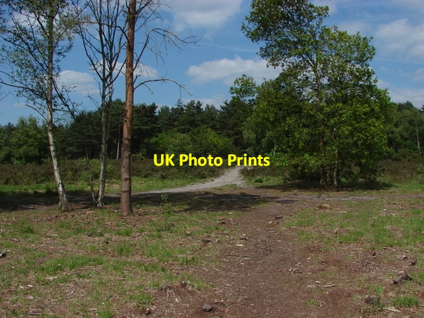 Photo 6"x4" Horsell Common Sheerwater\/TQ0260 c2010