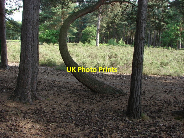Photo 6"x4" Horsell Common Woking c2010