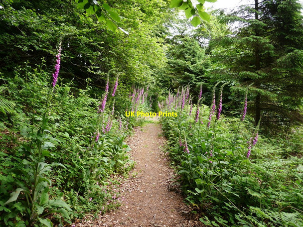 Photo 6"x4" Foxgloves in Chapel Woods Bradwell\/SS4942 c2010