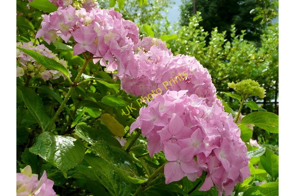 Photo 6"x4" Hydrangeas, after the rain 1 Bromsash c2009