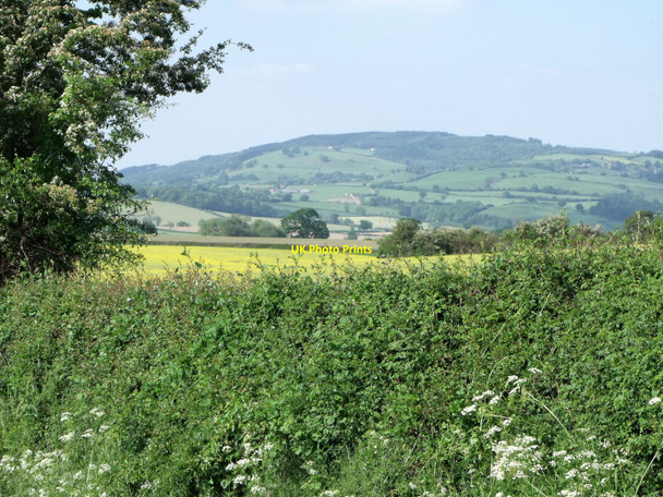 Photo 6"x4" Hedgerow with rape and hills near Chirbury, Shropshire Montgomery c2010