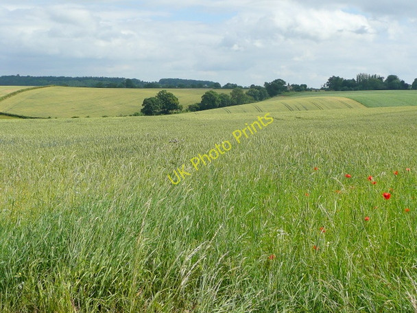 Photo 6"x4" Cereal land near Bollitree 1 Kingstone\/SO6324 c2009