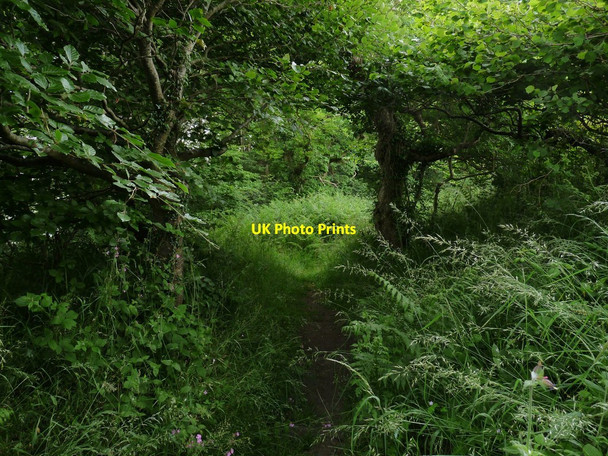 Photo 6"x4" Chapel Woods near Spreacombe Manor Bradwell\/SS4942 c2010
